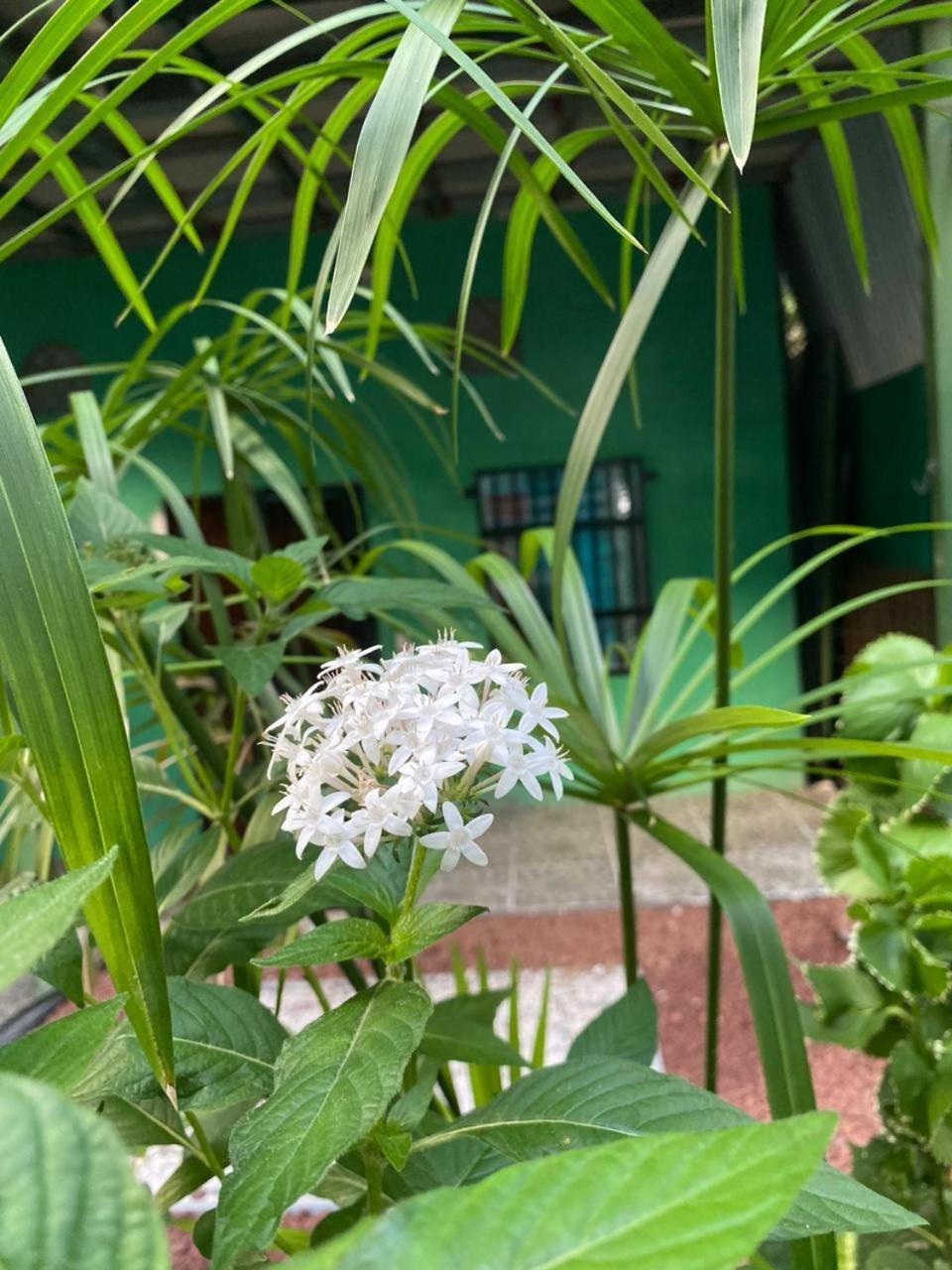 Cabinas Mitchaelle'S Puerto Viejo de Talamanca 外观 照片